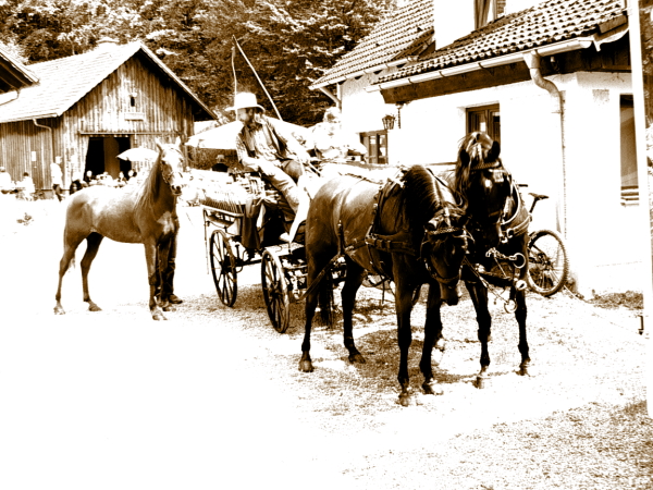 Ziegen Pferderennen Goya 075