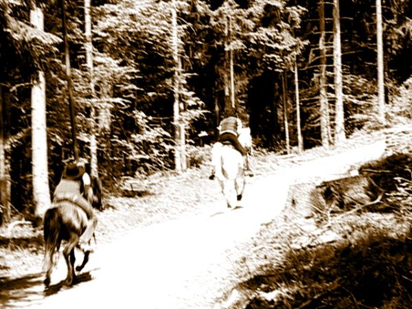 Ziegen Pferderennen Goya 085