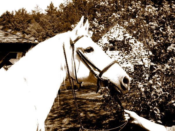 Ziegen Pferderennen Goya 100