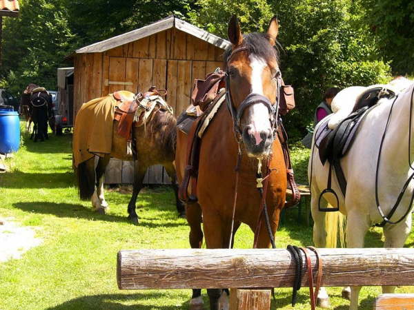 Ein Pferd Namens Uschi