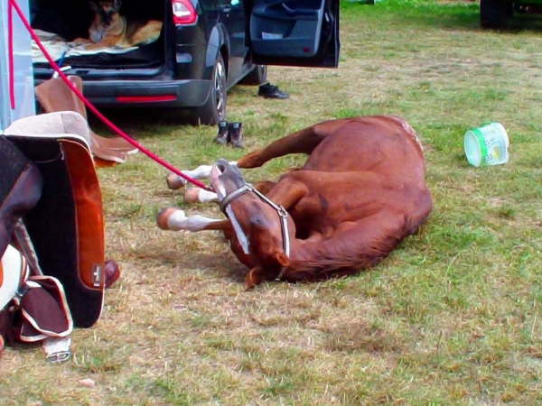 Auch Pferde werden m�de